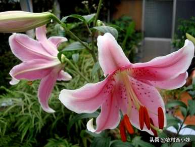 香水百合不开花的原因是什么？香水百合怎么开花？