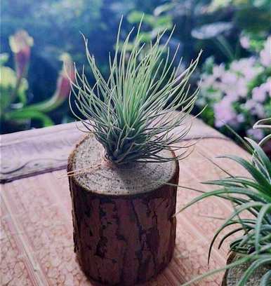 空气菠萝开花后怎么办视频，空气菠萝开花后怎么养？