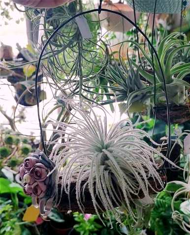 空气菠萝开花后怎么办视频，空气菠萝开花后怎么养？