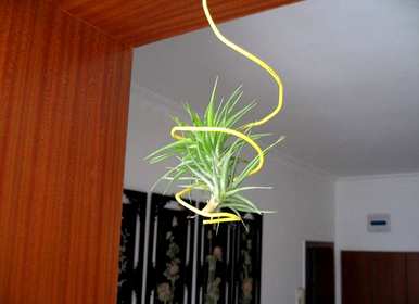 空气菠萝开花后怎么办视频，空气菠萝开花后怎么养？