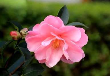 山茶花什么季节开，山茶花修剪什么季节好？