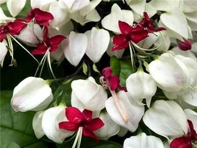 龙吐珠一年开几次花，龙吐珠一年开几次花。