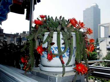 仙人指怎么养才能开花美丽，仙人指怎么养才能开花？
