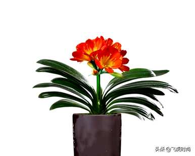 如何养室内君子兰？如何养室内君子兰？