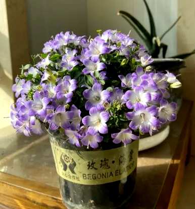 双瓣紫风铃花的养殖方法和风铃花的养殖方法是什么？