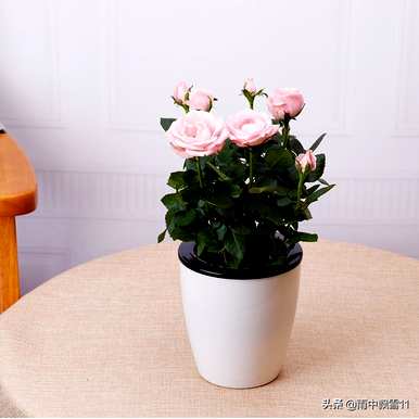 玫瑰怎样养才茂盛，玫瑰怎样养才旺盛？