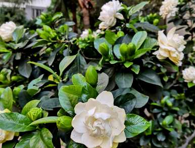 栀子花和栀子花的叶子是黄色的，栀子花和栀子花很容易饲养