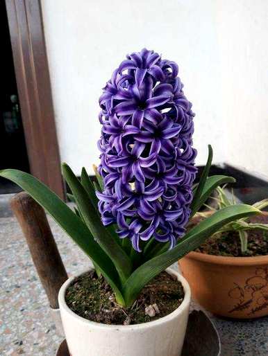 如何土培种植风信子？