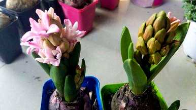 如何土培种植风信子？