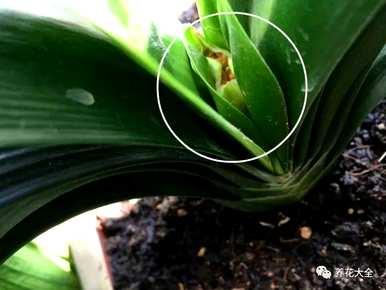 君子兰怎么开花？君子兰夹箭怎么办？