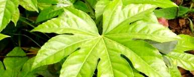 八角金盘只有七片叶子，八角金盘是什么植物？