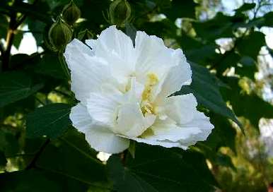 芙蓉木槿花语，芙蓉紫草花语