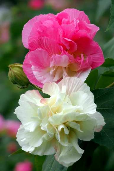 芙蓉木槿花语，芙蓉紫草花语