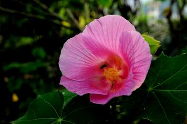 芙蓉木槿花语，芙蓉紫草花语