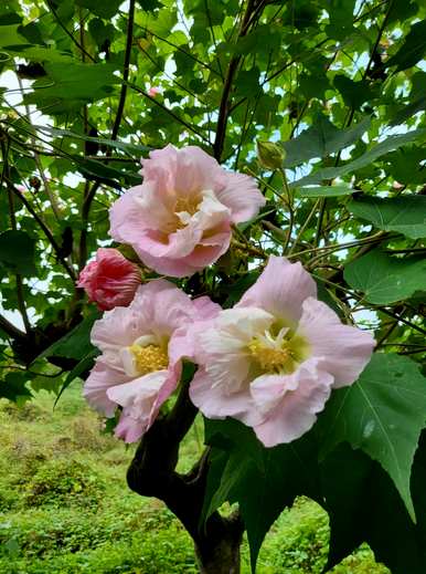 芙蓉木槿花语，芙蓉紫草花语