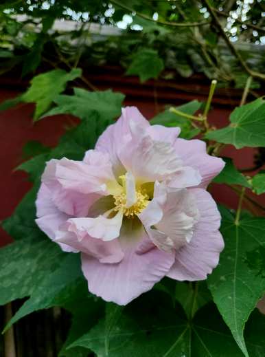芙蓉木槿花语，芙蓉紫草花语
