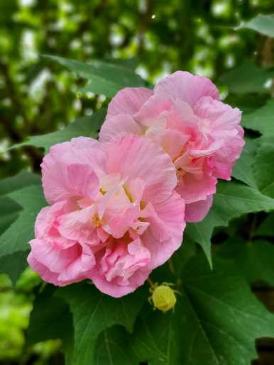 芙蓉木槿花语，芙蓉紫草花语
