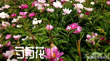 牡丹花在几个月内种植得更好。如何维护新栽牡丹花？