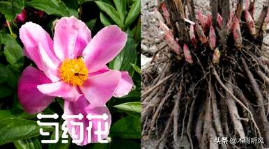 牡丹花在几个月内种植得更好。如何维护新栽牡丹花？