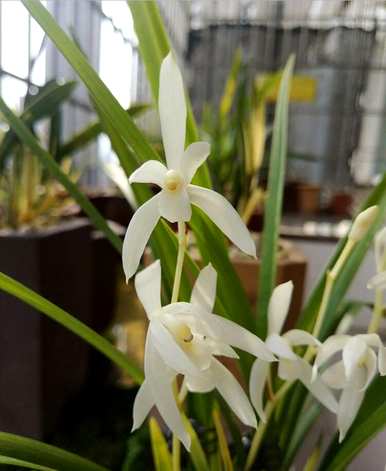兰花育种方法和技能、兰花育种方法和技能