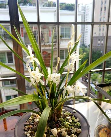 兰花育种方法和技能、兰花育种方法和技能