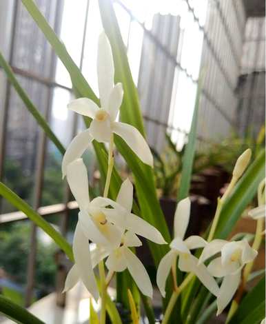兰花育种方法和技能、兰花育种方法和技能