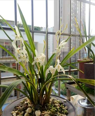 兰花育种方法和技能、兰花育种方法和技能