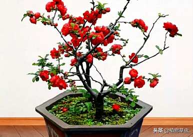 如何养护梗海棠，如何养护梗海棠花谢后？
