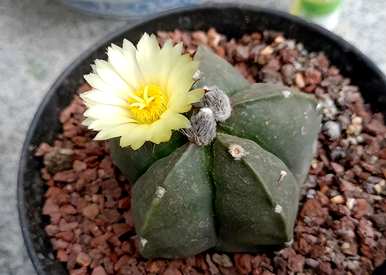 开花仙人掌品种，牡丹仙人掌开花品种