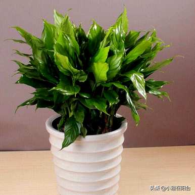 广东万年青移盆的根可以剪掉吗？广东高杆万年青怎么养才能爆盆？