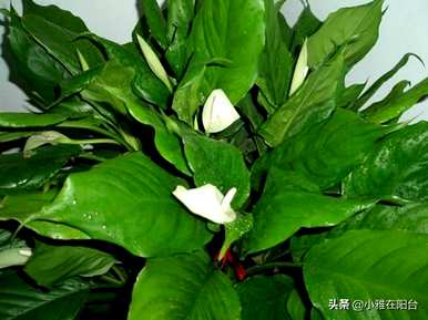 广东万年青移盆的根可以剪掉吗？广东高杆万年青怎么养才能爆盆？