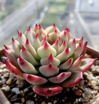 肉质植物钱串子的种类，肉质植物钱串子的描述