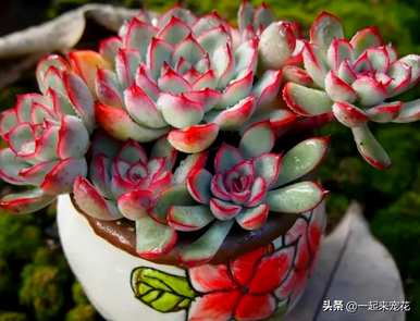 肉质植物钱串子的种类，肉质植物钱串子的描述