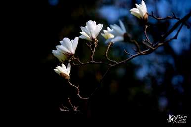 上海市花是什么花，上海市花是什么花？