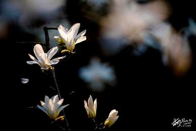 上海市花是什么花，上海市花是什么花？
