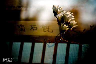 上海市花是什么花，上海市花是什么花？