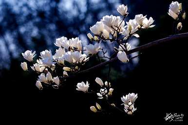 上海市花是什么花，上海市花是什么花？