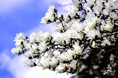 上海市花是什么花，上海市花是什么花？
