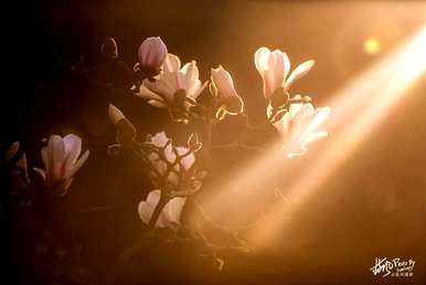 上海市花是什么花，上海市花是什么花？