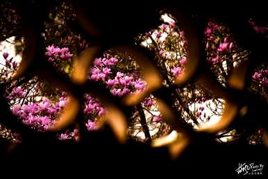 上海市花是什么花，上海市花是什么花？
