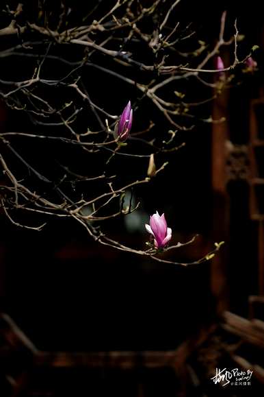 上海市花是什么花，上海市花是什么花？
