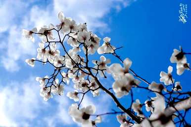 上海市花是什么花，上海市花是什么花？