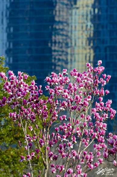 上海市花是什么花，上海市花是什么花？