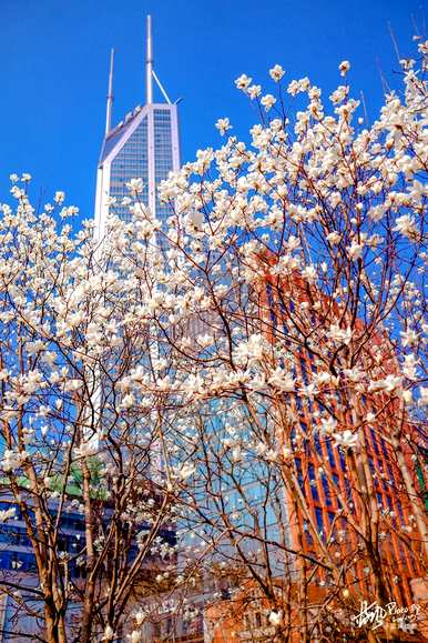 上海市花是什么花，上海市花是什么花？