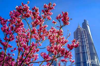 上海市花是什么花，上海市花是什么花？