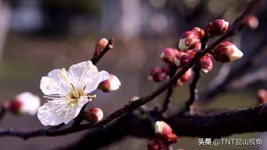 夏腊梅花语大全，夏腊梅花语大全