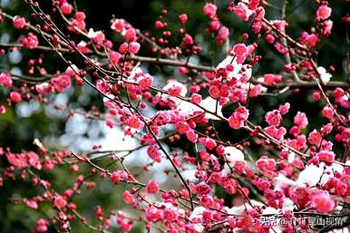 夏腊梅花语大全，夏腊梅花语大全