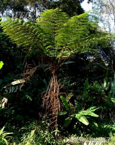 植物界有哪些活化石图片？植物界有哪些活化石？