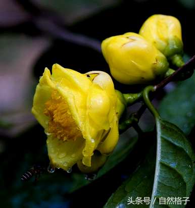 植物界有哪些活化石图片？植物界有哪些活化石？