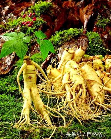 植物界有哪些活化石图片？植物界有哪些活化石？